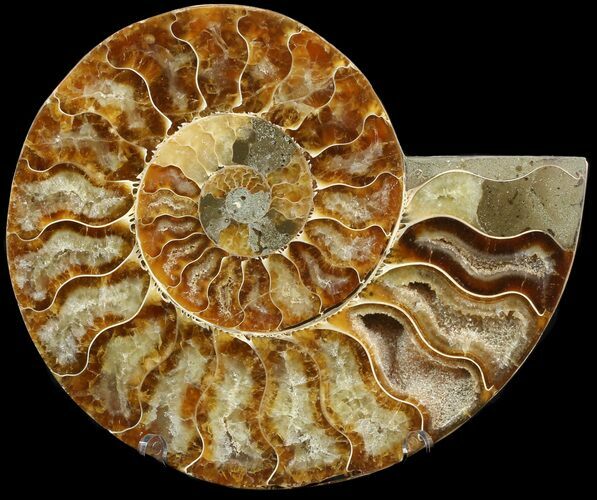 Cut Ammonite Fossil (Half) - Agatized #47736